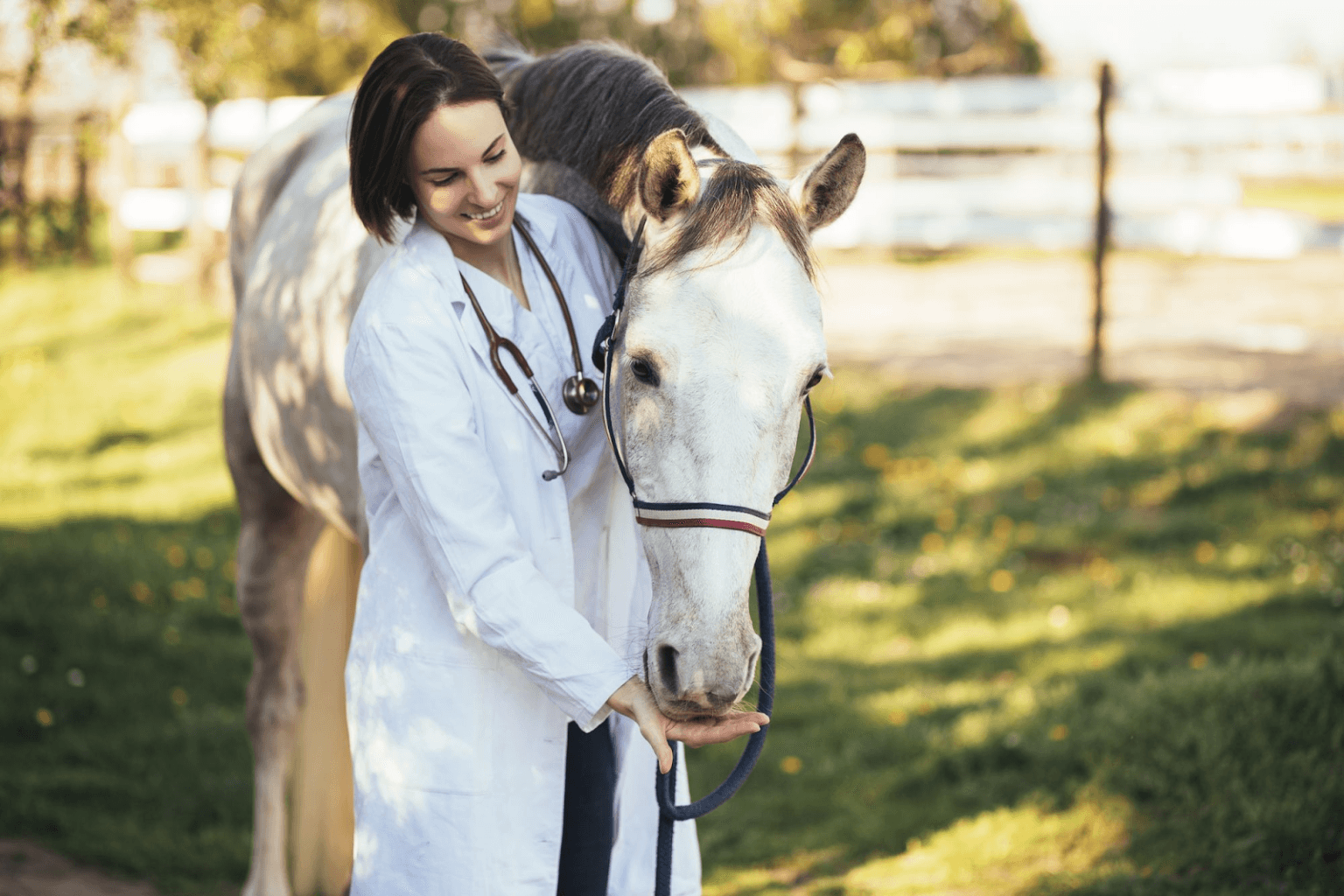 Wie ein Pferdetierarzt Ihrem Pferd zu besserer Gesundheit verhelfen kann