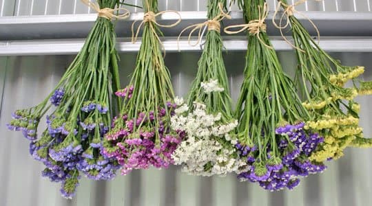 Blumen für die Ewigkeit: Tipps und Tricks zum Trocknen von Blumen