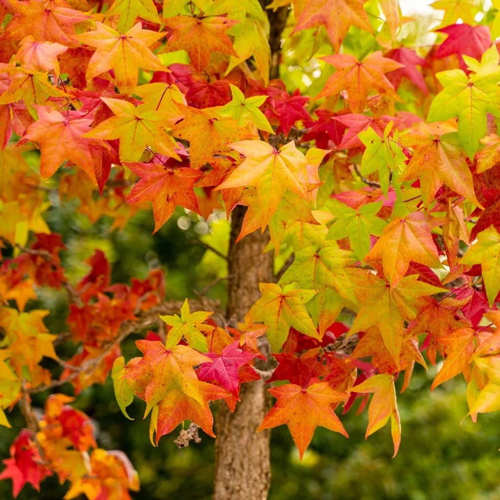 Warum Sichtschutz Spalierbäume die beste Wahl für Ihren Garten sind