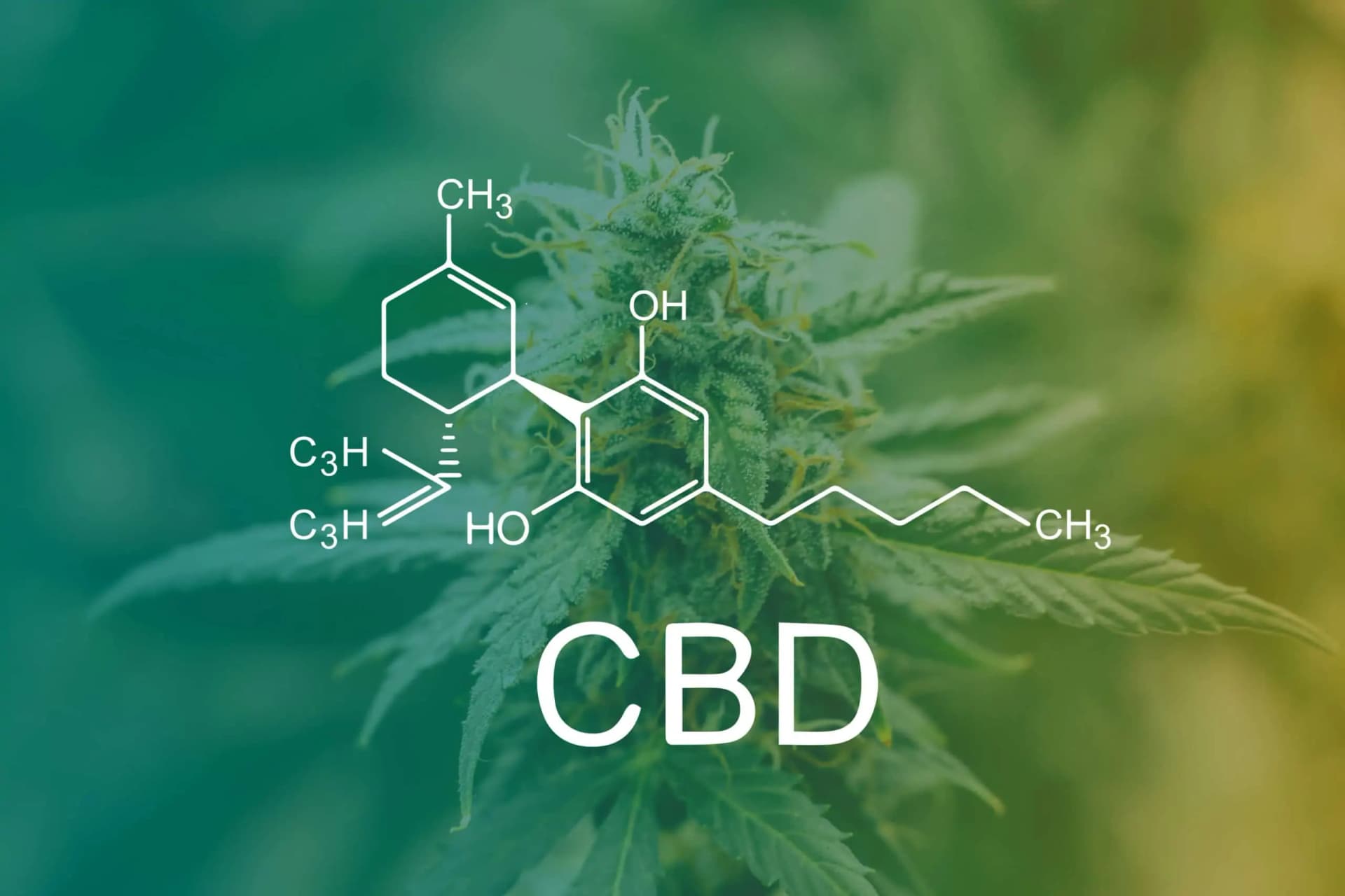 So findest du seltene Genetiken – Cannabissamen kaufen legal in Deutschland