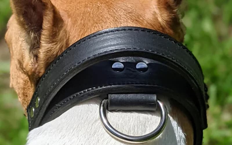 Die Vorteile eines Hundehalsband mit Griff für Hundebesitzer
